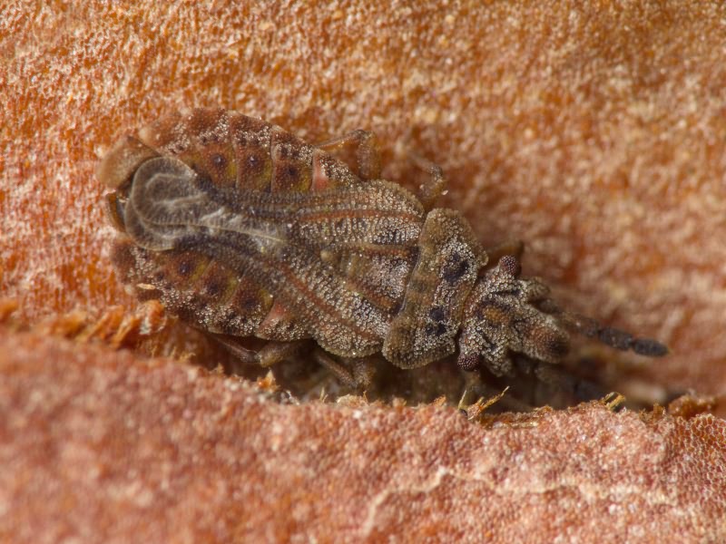 Aradus cinnamomeus Panzer, 1806